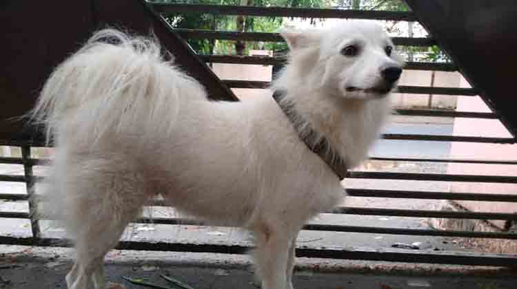 നായ്​ക്ക്​ ‘അവിഹിതം’; ഉടമ വഴിയിലുപേക്ഷിച്ചു